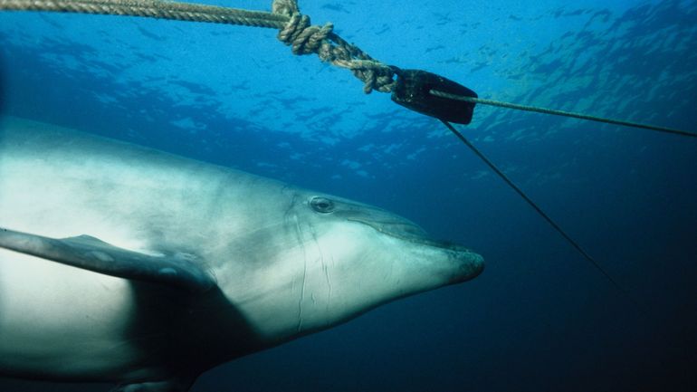 Pour sauver les dauphins, à partir de lundi et pour un mois la pêche sera interdite dans le golfe de Gascogne