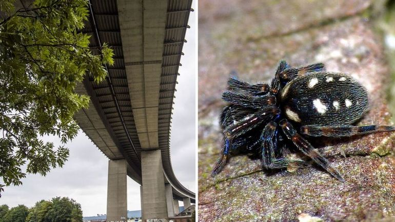 Une nouvelle espèce d'araignée découverte le long du ring de Bruxelles