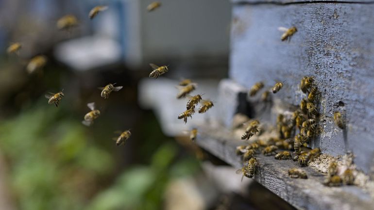 La mortalité des abeilles belges augmente pour la deuxième année consécutive : pour quelles raisons ?