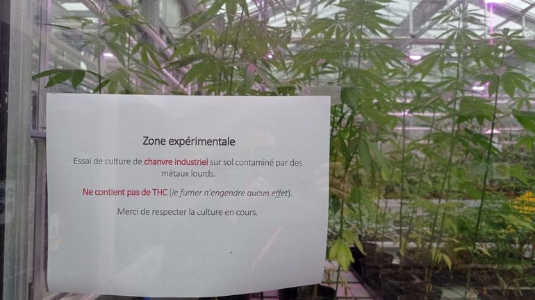 Le cannabis, une solution pour décontaminer les sols