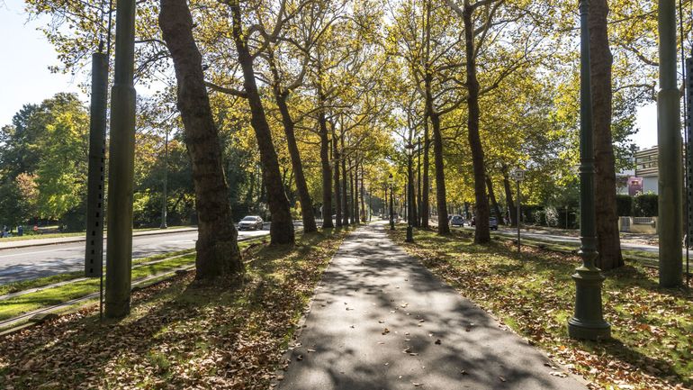 Débat : peut-on encore abattre des arbres en ville ?
