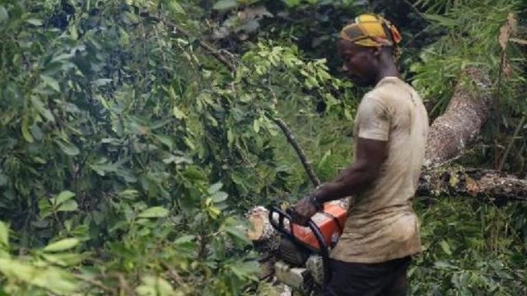 Exploitation de la forêt congolaise : des ONG s'alertent pour le sort de la deuxième plus grande forêt tropicale du monde