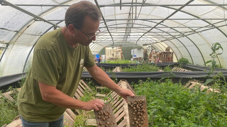 Mainvault : Yves Boisdenghien est l’un des rares éleveurs d’escargots en Belgique