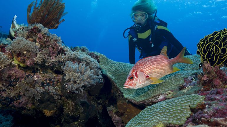 Le plus grand corail du monde fait 34 mètres de large sur 32 de long et vient d'être découvert aux îles Salomon