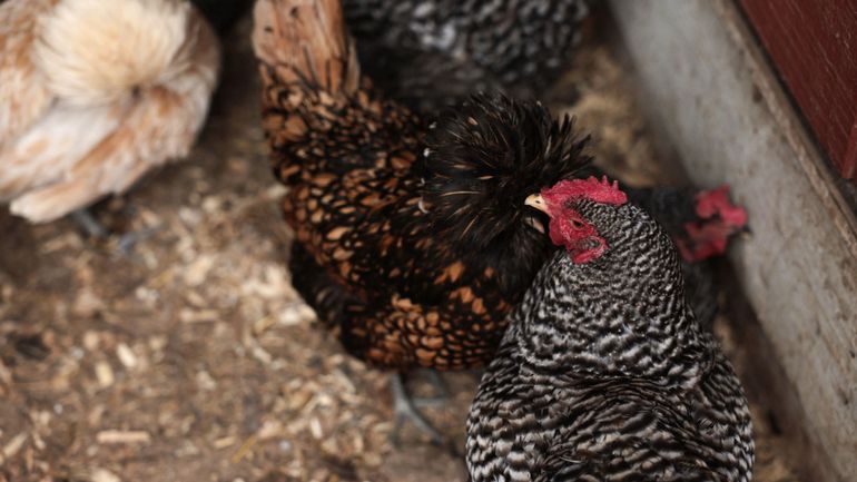 Grippe aviaire : fin du confinement obligatoire des volailles en Belgique dès samedi