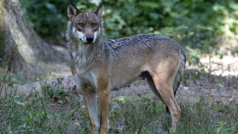 France : une femme grièvement blessée dans un zoo après avoir été attaquée par trois loups