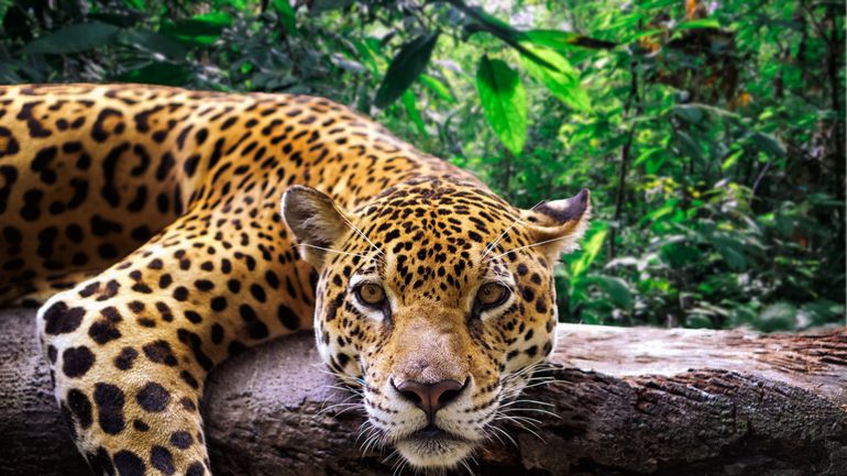 Brésil : baisse drastique de la déforestation en Amazonie, mais la sécheresse et les incendies menacent