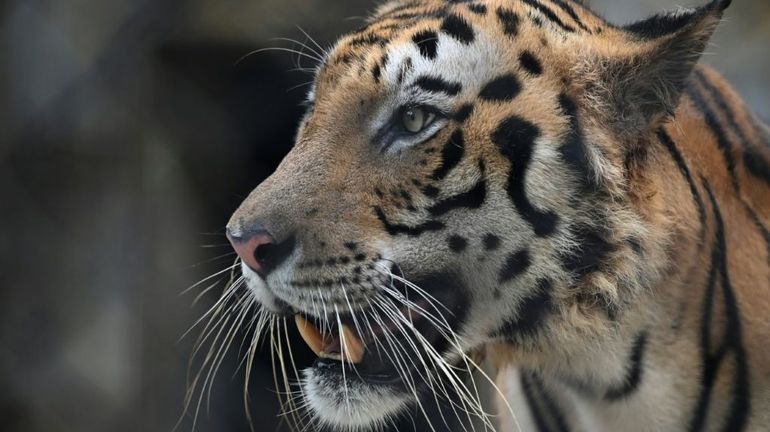 Inde : un tigre, incriminé dans la mort de 13 personnes, a été capturé