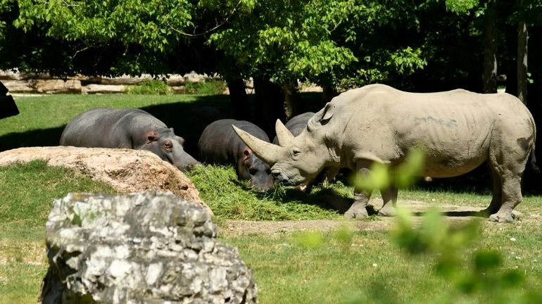 Biodiversité : décès dans un zoo italien de 
