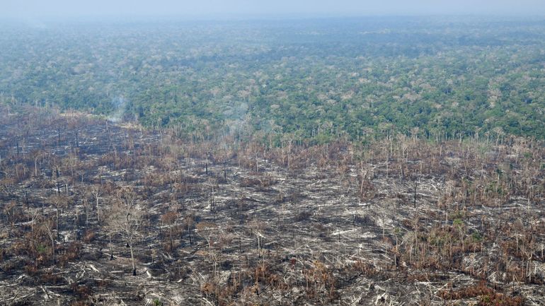 La Commission européenne propose de reporter d'un an les nouvelles règles visant à bannir les produits issus de la déforestation