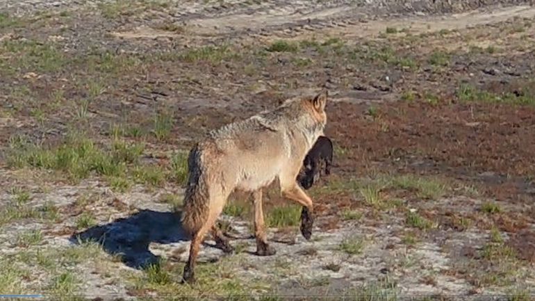 La louve Noëlla a eu au moins deux louveteaux en Flandre, pas encore de naissance confirmée en Wallonie