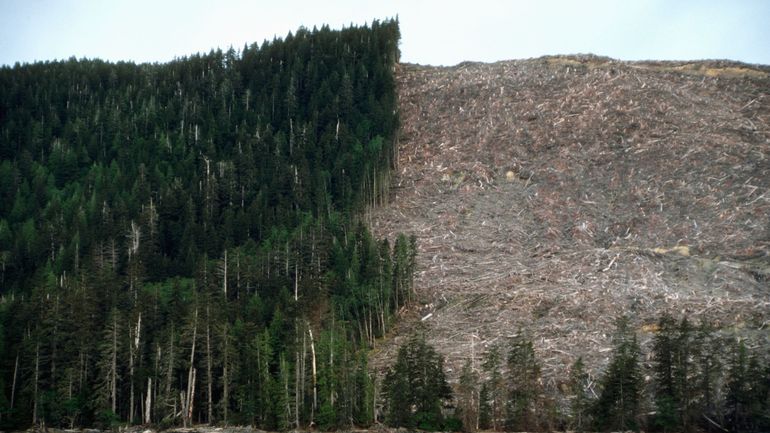 COP26 : la Belgique va consacrer 200 millions d'euros à la lutte contre la déforestation