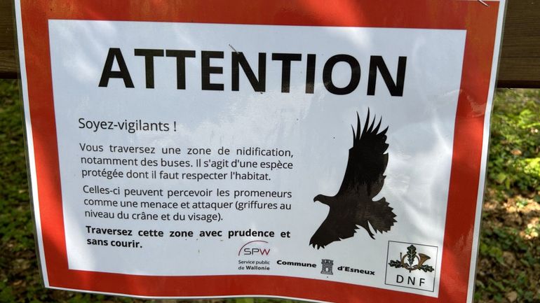 A Esneux, une buse attaque des joggeurs : "Elle protège son nid"