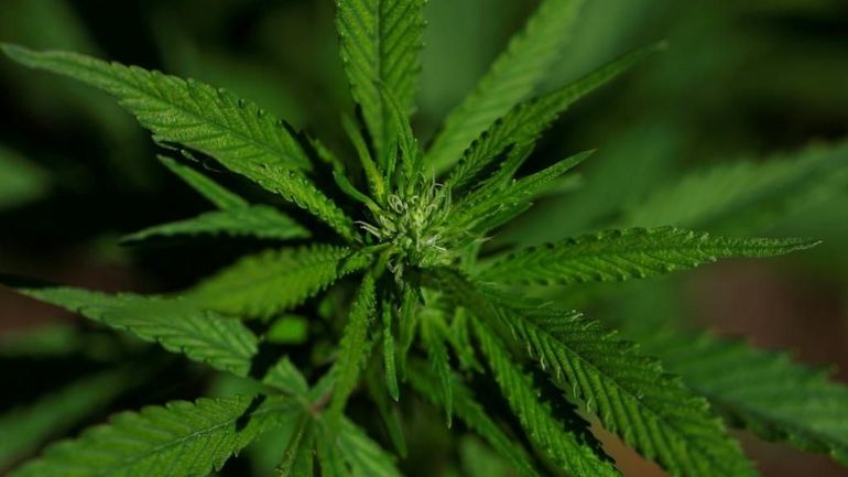 Un extrait de cannabis particulier soulagerait les douleurs lombaires chroniques, selon un essai clinique