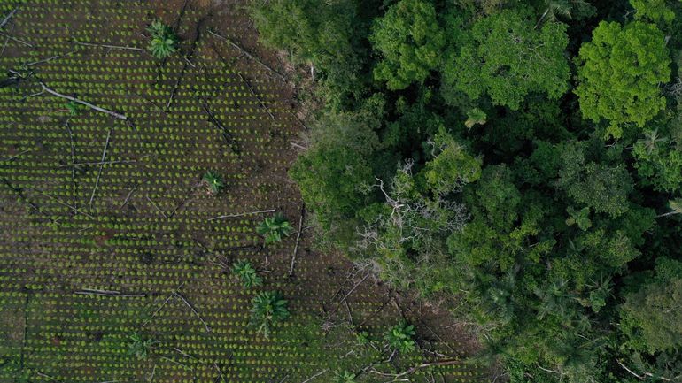 Déforestation record en Amazonie record au premier semestre 2022