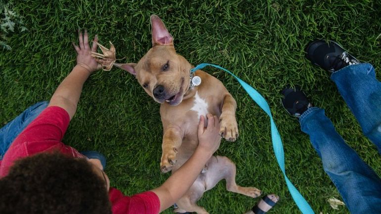 Non, la race d'un chien ne permet pas de prédire son caractère