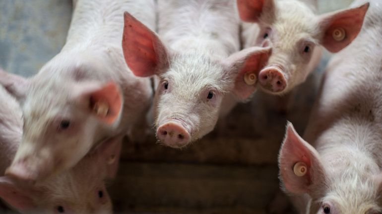 Inflation et augmentation du prix du porc : la Chine veut puiser dans ses réserves pour contenir les prix