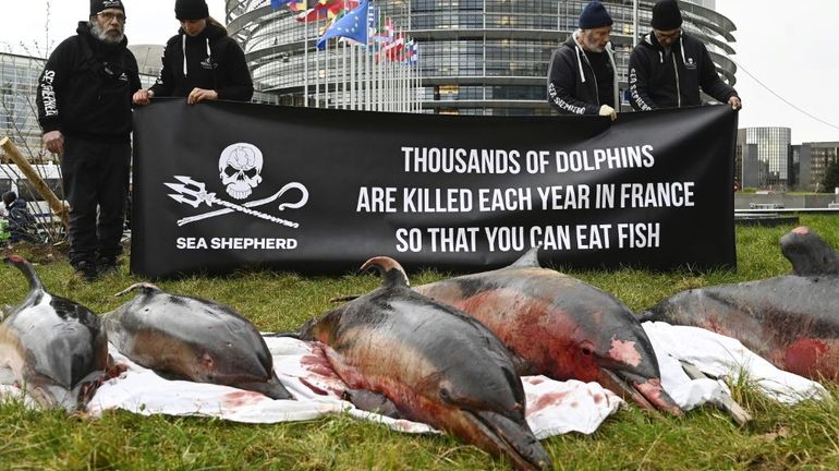 France : le Conseil d'État ordonne des zones d'interdiction de pêche pour protéger les dauphins
