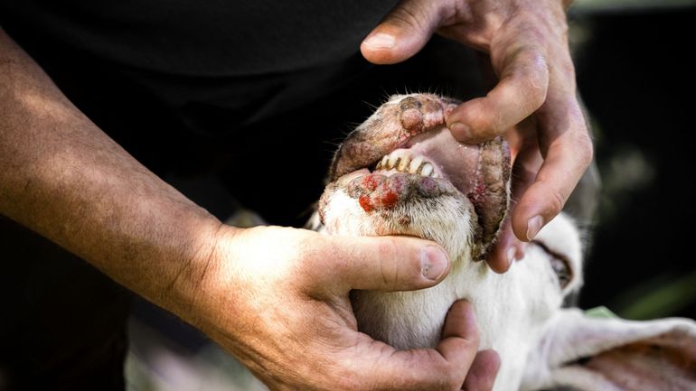 "Le taux de mortalité des moutons explose" : la maladie de la langue bleue se propage en Wallonie