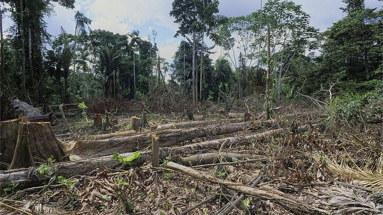 Brésil : les députés approuvent une loi foncière controversée qui pourrait avantager les exploitants de l'Amazonie