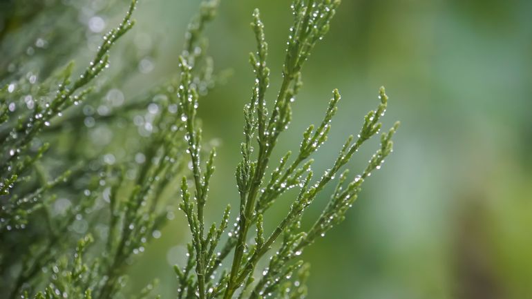 D’où vient l’odeur si particulière de la pluie en été ?