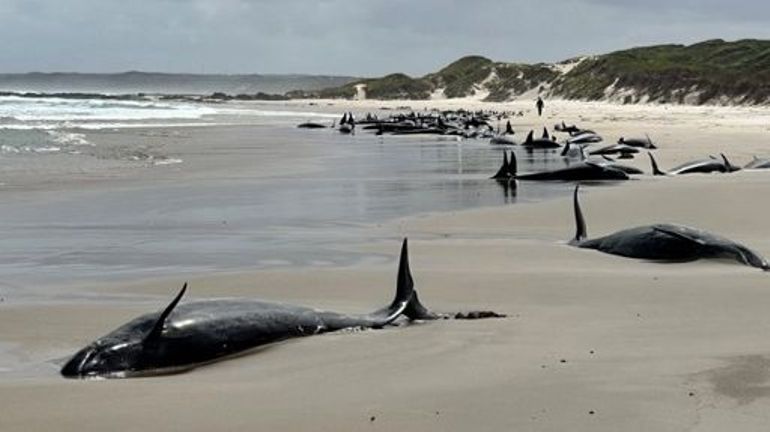 Australie : un banc de 157 dauphins s'échoue sur une plage de Tasmanie