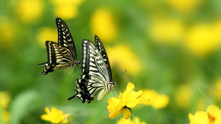 L'été indien apporte un afflux sans précédent de papillons migrateurs du sud en Belgique