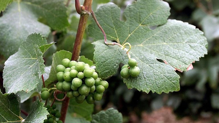 Torgny : les élèves de l'école communale de Harnoncourt ont participé aux vendanges