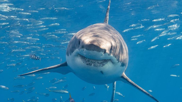 Un adolescent meurt après avoir été attaqué par un requin en Australie-Méridionale