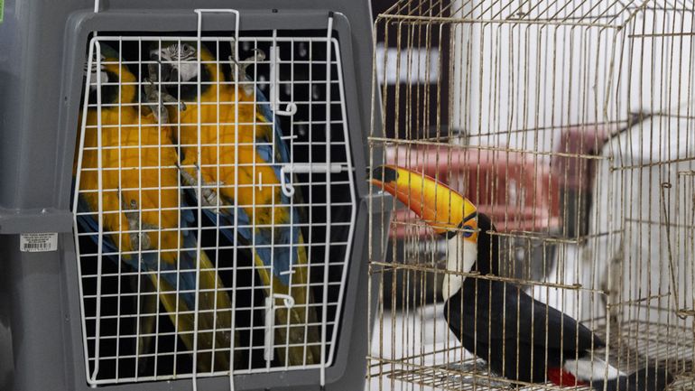 Singes, perroquets, jaguars… La police brésilienne sauve plus de 700 animaux d’un trafic illégal