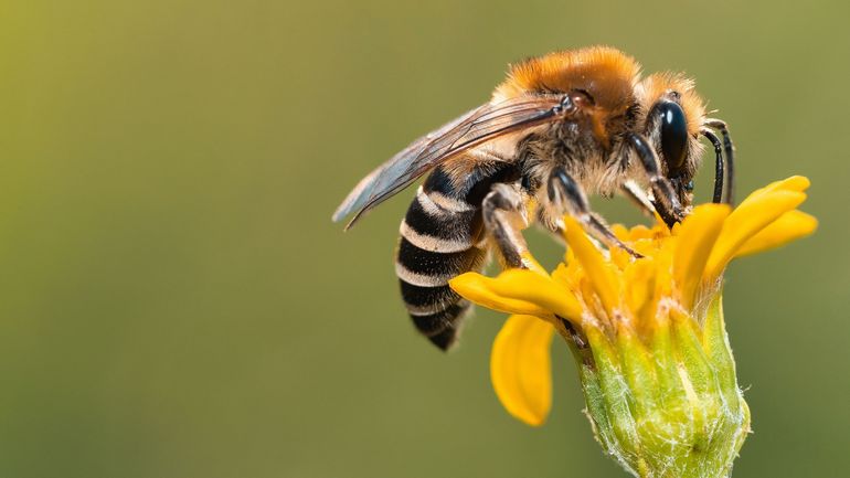 Canada : cinq millions d'abeilles font le buzz