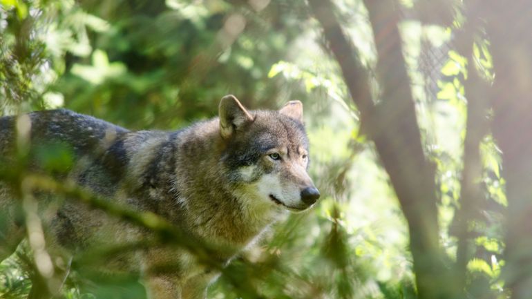 Un loup s'échappe dans les allées d'un parc animalier aux Pays-Bas