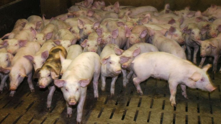 Après 5 ans d'embargo, le porc belge fait officiellement son retour en Chine