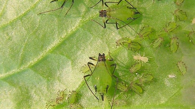 Réchauffement climatique : les animaux ont plus de difficultés à communiquer via les odeurs