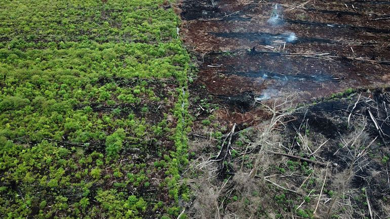 De l'huile de palme dans les biocarburants : la Belgique demande une investigation européenne pour fraude