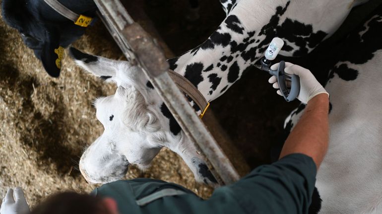 Maladie de la langue bleue : une campagne de vaccination inédite pour protéger les élevages en 2025