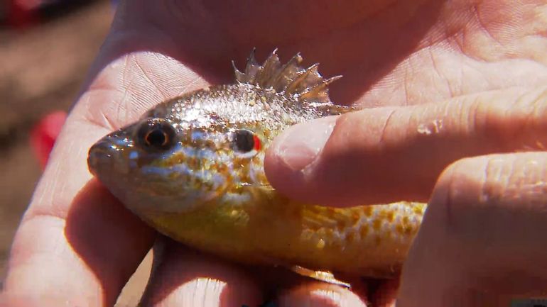 Les poissons-chats et autres perches soleil pullulent chez nous et menacent la biodiversité