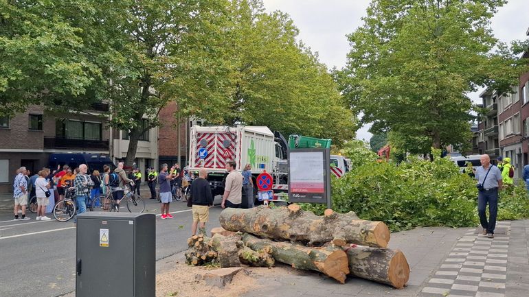 Polémique en Flandre : la population et les autorités communales s'écharpent autour de l'abattage de 62 arbres à Deurne (Anvers)