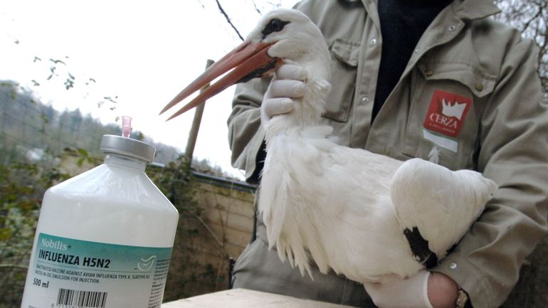Premier décès humain de la grippe aviaire de type H5N2, selon l'OMS