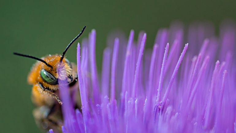 La COP15 biodiversité s'ouvre lundi en virtuel depuis la Chine