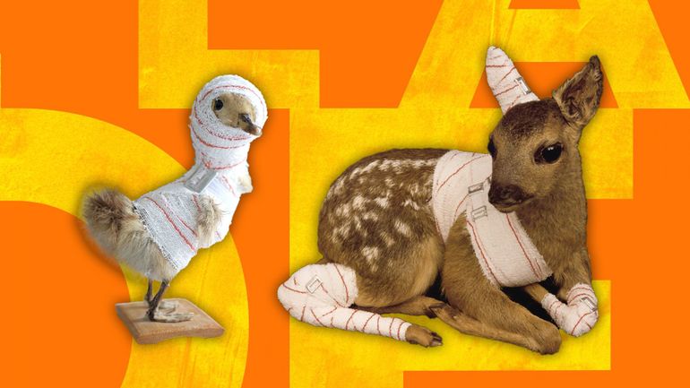 Des animaux empaillés ou plongés dans du formol, c’est de l’art ça ?