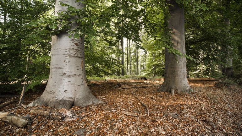 Intempéries : la Région bruxelloise fermera ses espaces verts et la forêt de Soignes en raison du vent