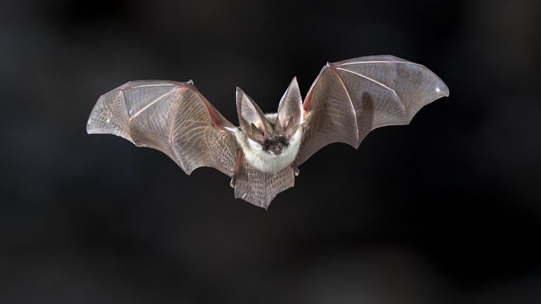 Les chauves-souris à l'honneur le temps d'une 