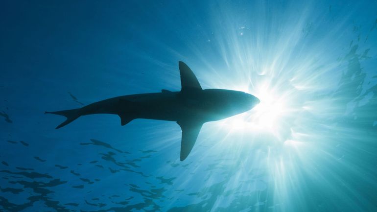 Aileron de requin aperçu en mer du Nord : 