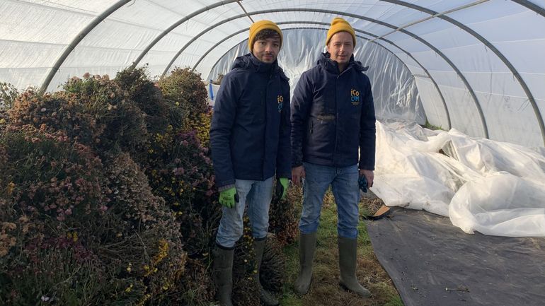 Ils recyclent les chrysanthèmes des cimetières pour les sauver de la déchetterie