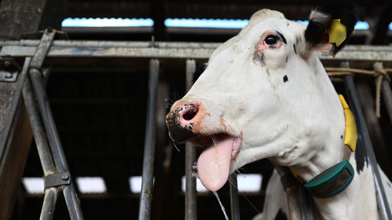 Cotisations sociales des agriculteurs : dans le contexte de la maladie de la langue bleue, les facilités de paiement sont prolongées