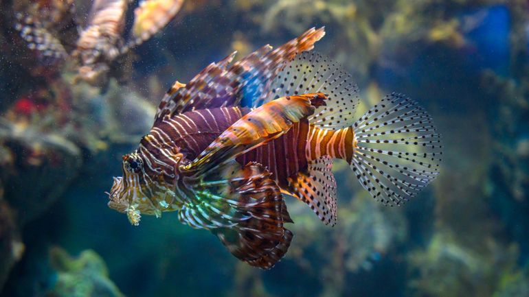 Poisson-lion : vedette des aquariums mais terreur des mers à combattre