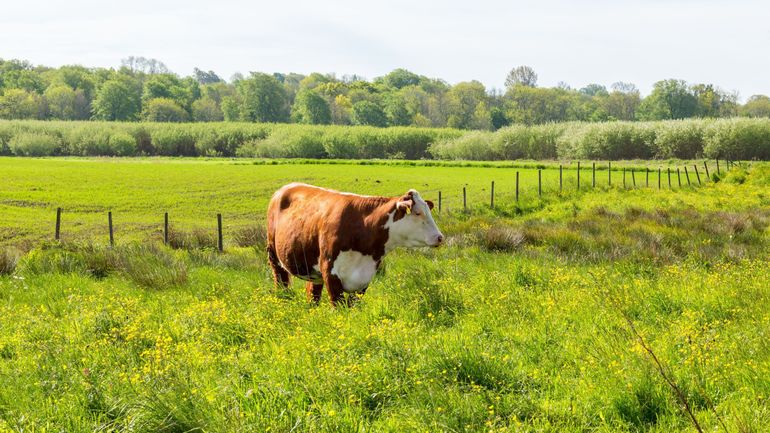 Accord Union européenne - Mercosur : inquiétudes pour les agriculteurs belges ?