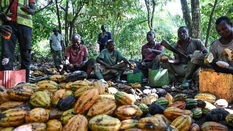 Les producteurs de cacao toujours sous-payés par les industriels, selon le Baromètre du cacao 2022