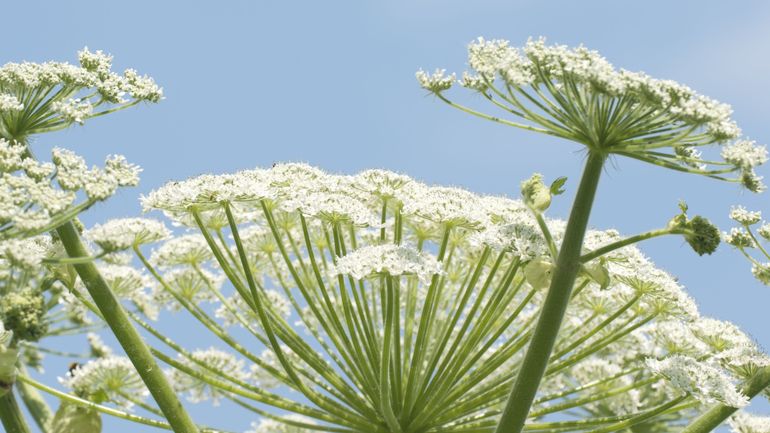 Cette plante dangereuse et envahissante fleurit tout l’été en Belgique : que faire si vous la croisez ?